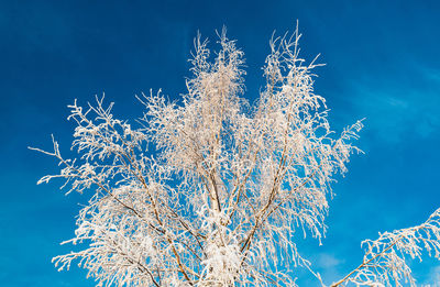 Low angle view of tree against sky