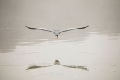 View of heron flying
