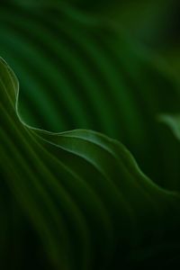 Close-up of green leaves