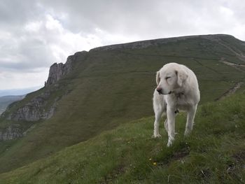 View of a dog on landscape