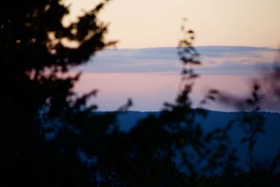 Close-up of silhouette plants against sky at sunset