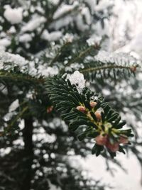 Close-up of snow covered pine tree