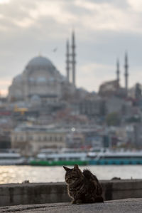 Portrait of a cat against building