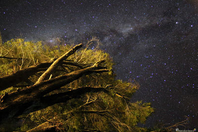 Low angle view of tree against sky at night