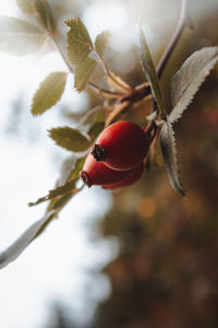 Close-up of cherries on plant