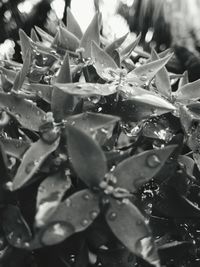 Close-up of water drops on plant