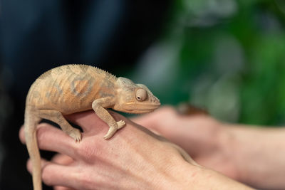 Midsection of person holding lizard