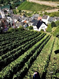 High angle view of agricultural field