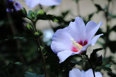Close-up of white flowering plant