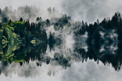 Panoramic view of trees in forest against sky