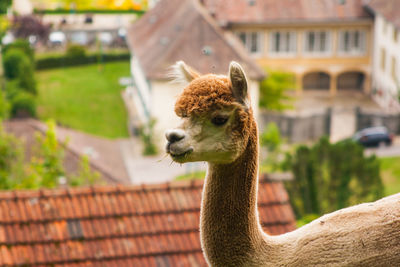 Close-up of alpaca