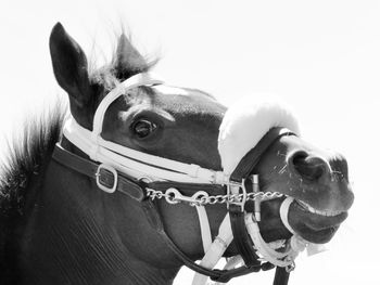 Close-up of horse against sky