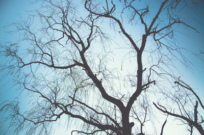 Low angle view of bare tree against sky