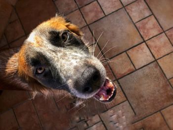 High angle portrait of dog on floor