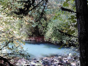 Reflection of trees in water