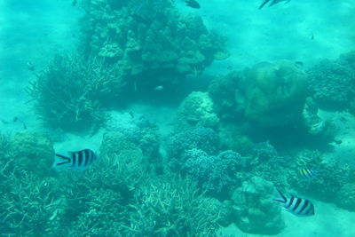 Jellyfish swimming in sea