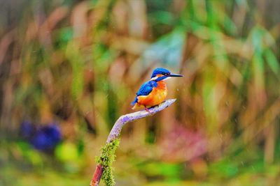 Kingfisher shaking off the water after a catch