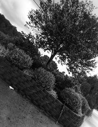 Low angle view of trees against sky