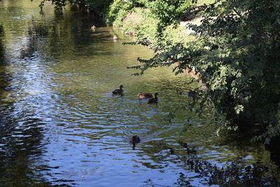 Ducks swimming in lake