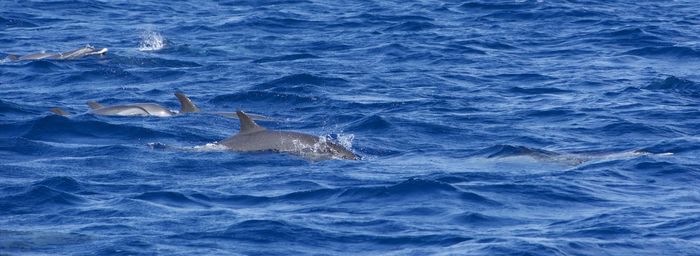 Dolfin swimming in sea