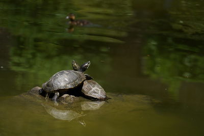 Turtle in a lake