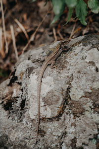 Close-up of lizard on rock