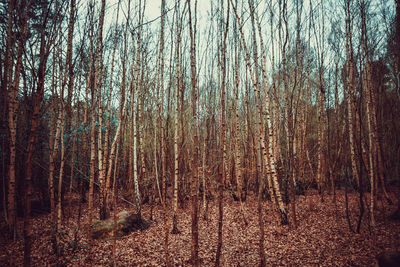 Full frame shot of trees against sky