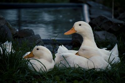 A trio of aylesbury ducks