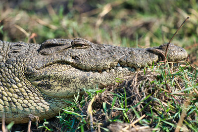 Close-up of lizard on grass