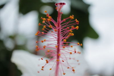 Close-up of maple leaf