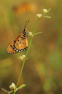 Close-up of butterfly pollinating on flower