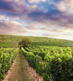 Scenic view of vineyard against sky