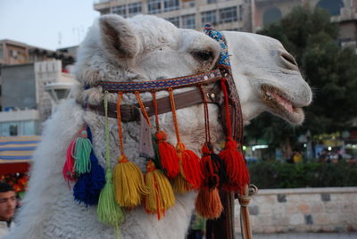 Close-up of camel