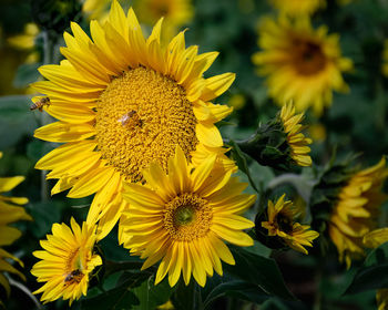 Close-up of bee pollinating on yellow flower