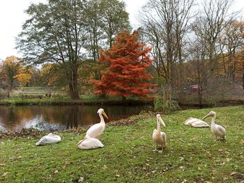 Birds in lake