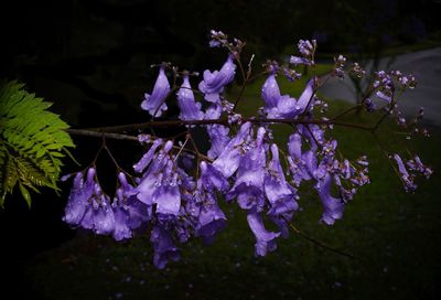 Close-up of purple flowering plant