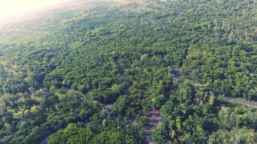 High angle view of trees in forest