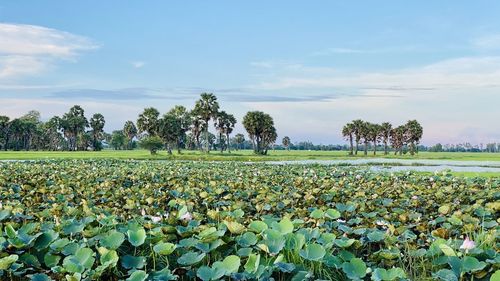 Scenic view of field against sky