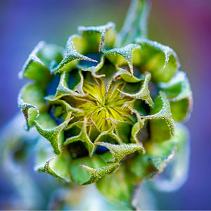 Close-up of succulent plant