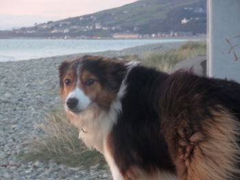 Dog standing on beach