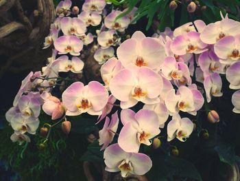 Close-up of orchids blooming in park