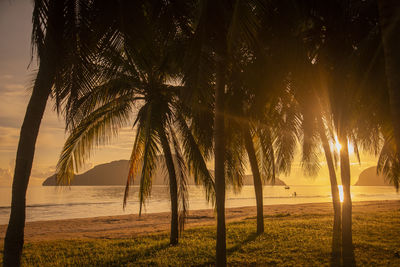 Palm trees on beach against sky during sunset