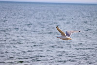 Seagull flying over sea