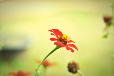 Close-up of red flower