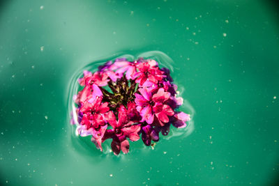 Close-up of pink flowers floating on water