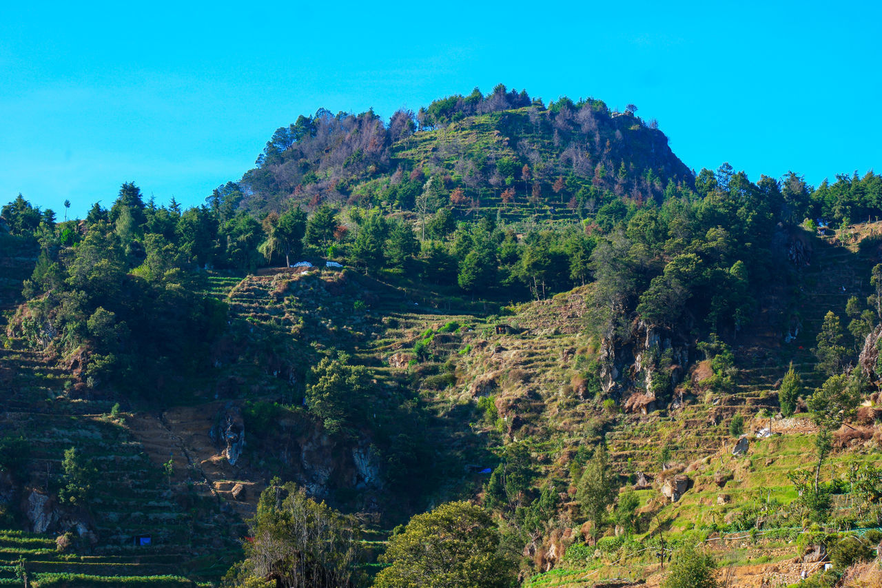 SCENIC VIEW OF FOREST AGAINST SKY