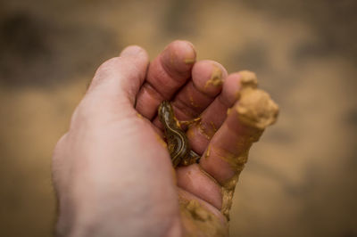 Close-up of hand holding leaf