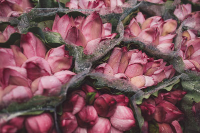 Full frame shot of pink flowers