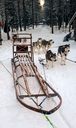 Siberian huskies pulling sled on snow covered field