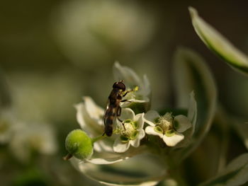 Close-up of insect on flower